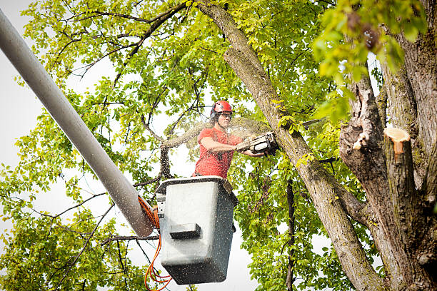 Best Stump Grinding and Removal  in Blue Grass, IA